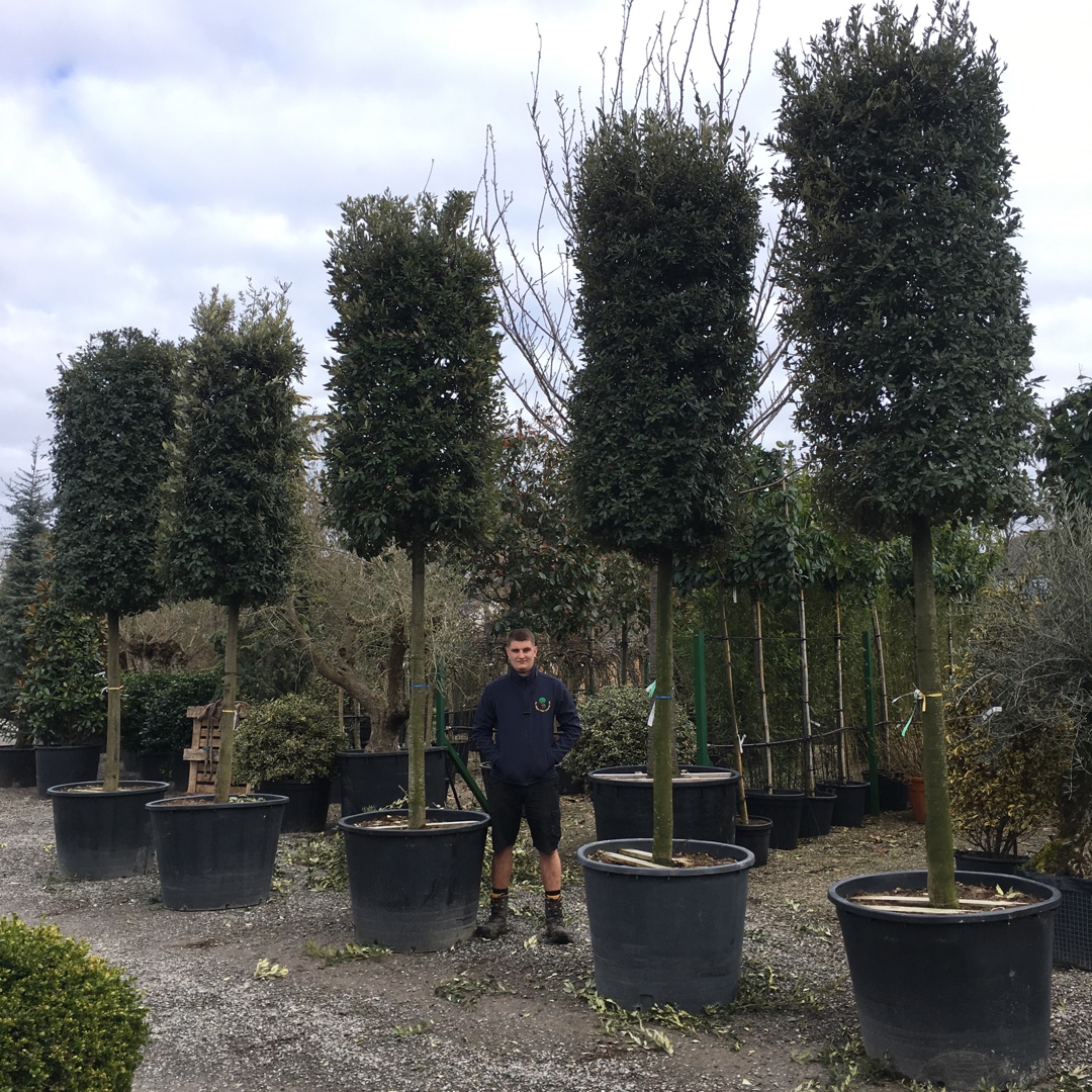 Holm Oak in the GardenTags plant encyclopedia