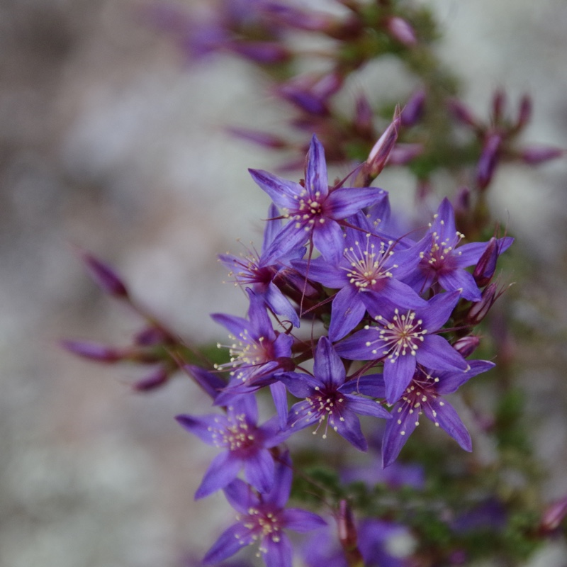 Posy starflower in the GardenTags plant encyclopedia