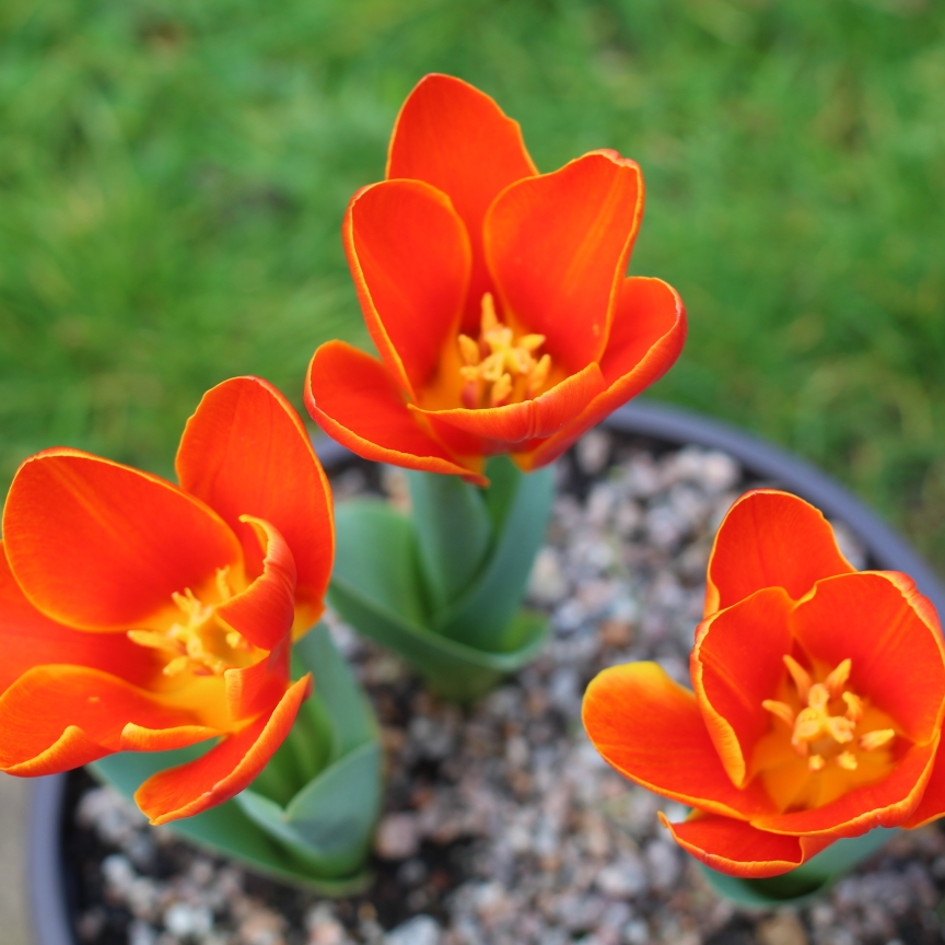 Tulip Calypso (Greigii) in the GardenTags plant encyclopedia