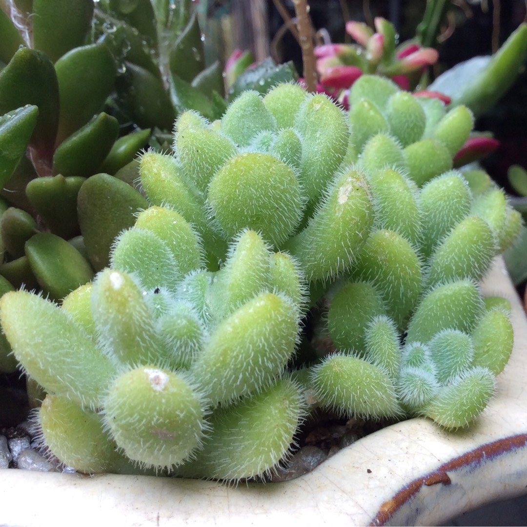 Hairy Sedum in the GardenTags plant encyclopedia