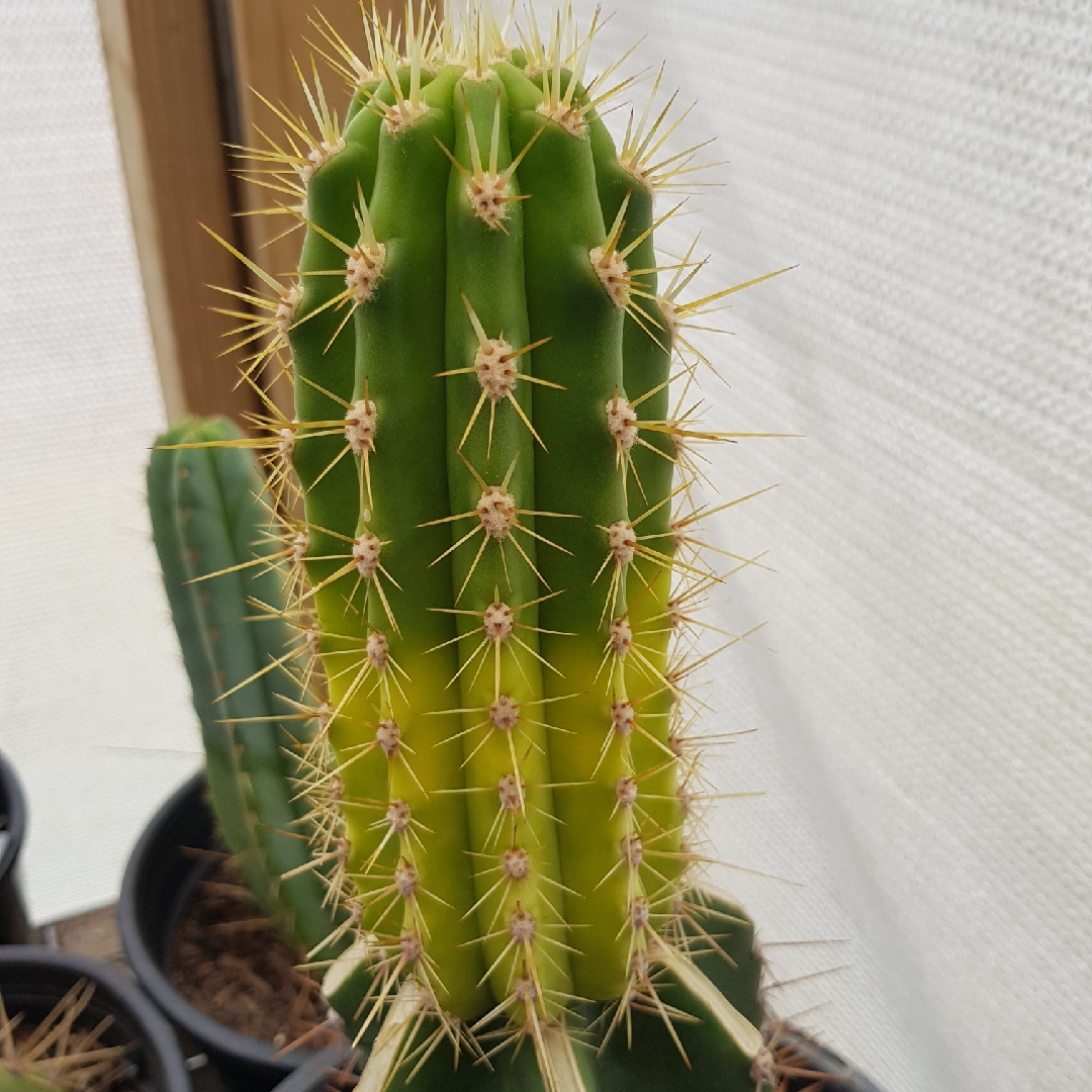 Trichocereus Hybrid in the GardenTags plant encyclopedia