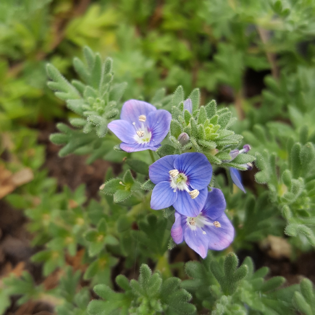 Blue Woolly Speedwell in the GardenTags plant encyclopedia