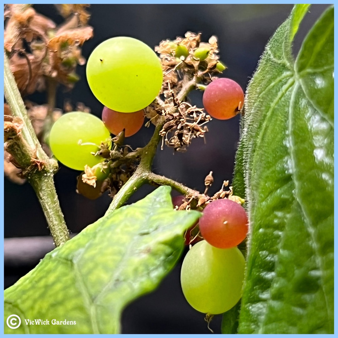 Grape RazzMatazz in the GardenTags plant encyclopedia