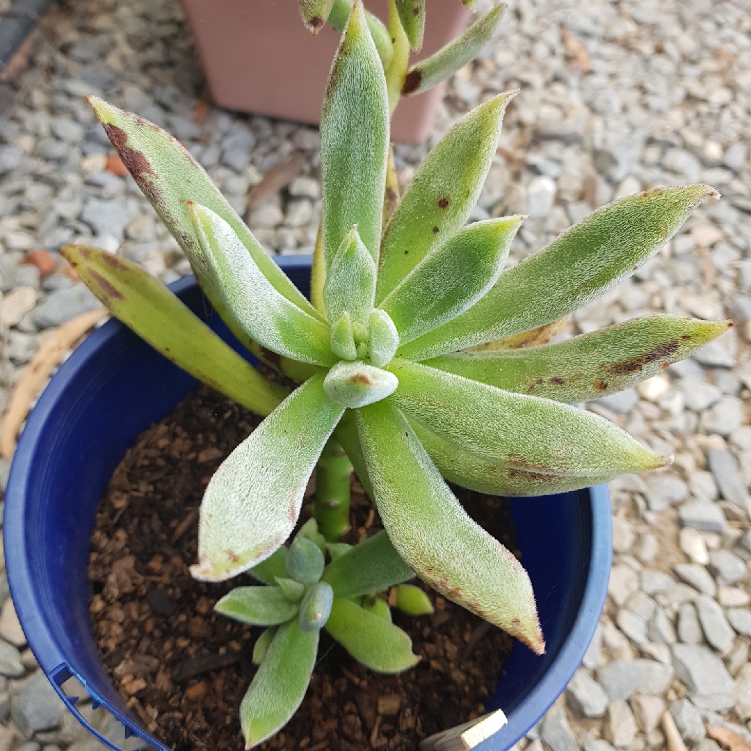 Echeveria Icycle in the GardenTags plant encyclopedia