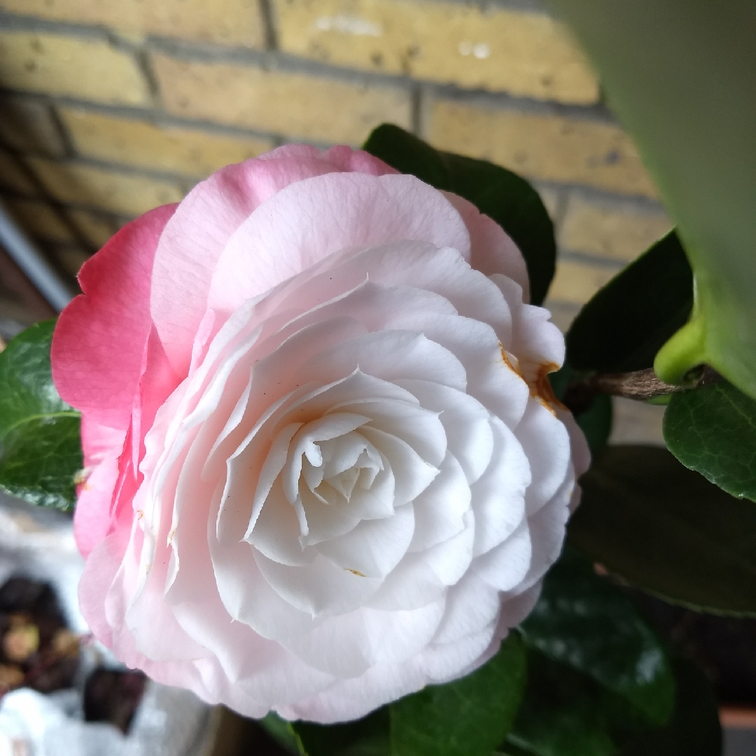 Camellia Desire in the GardenTags plant encyclopedia