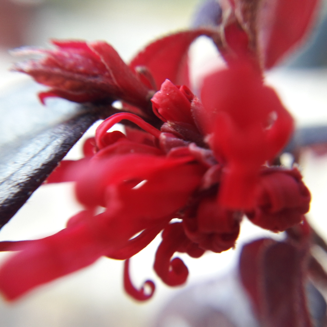 Chinese Fringe Flower Ever Red in the GardenTags plant encyclopedia