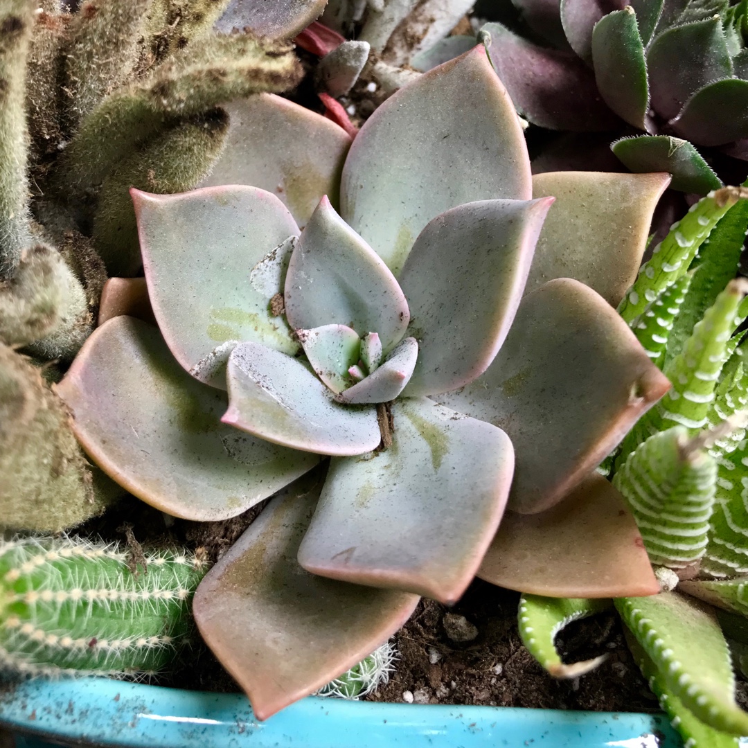 Echeveria Sanyatwe in the GardenTags plant encyclopedia