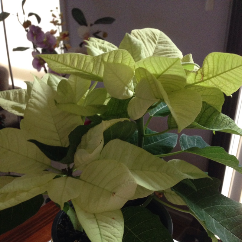 Poinsettia Lemon Snow in the GardenTags plant encyclopedia