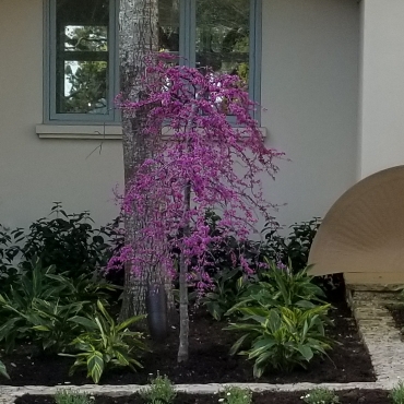 Redbud Traveller in the GardenTags plant encyclopedia