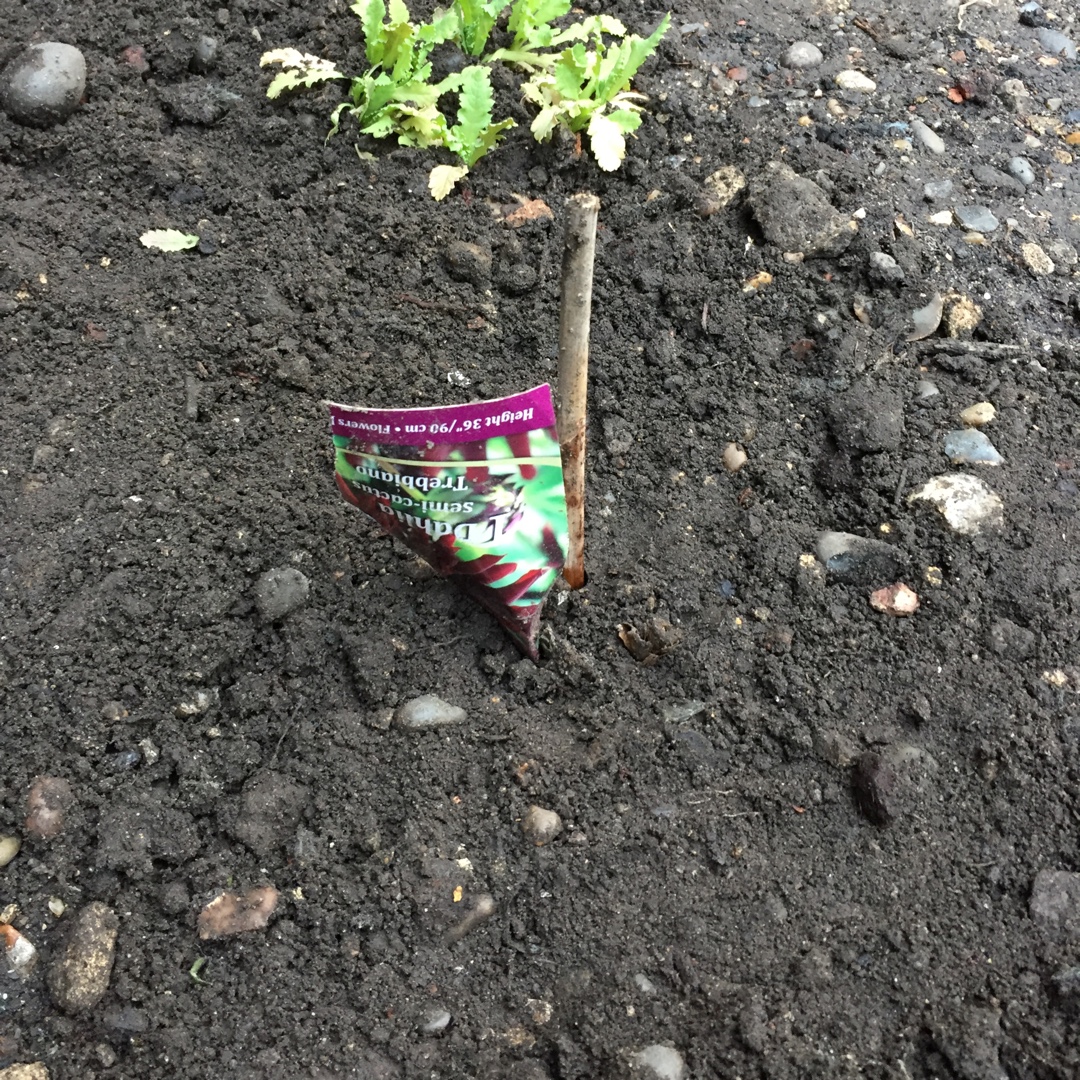 Dahlia Trebbiano in the GardenTags plant encyclopedia