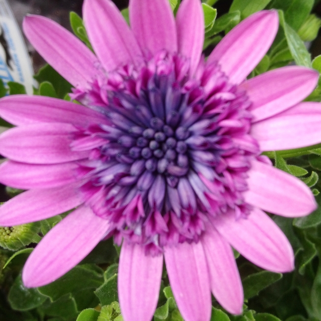 African Daisy 3D Double Purple (3D series) in the GardenTags plant encyclopedia