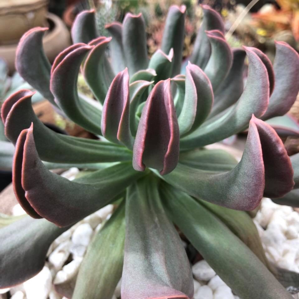 Echeveria Dark Hawk in the GardenTags plant encyclopedia