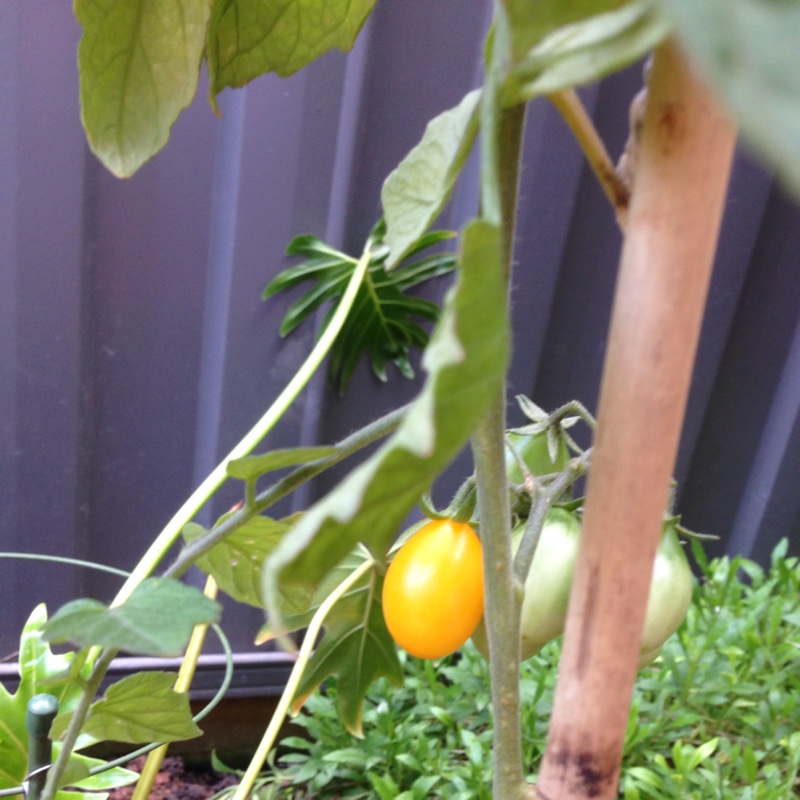 Yellow Pear Tomato in the GardenTags plant encyclopedia