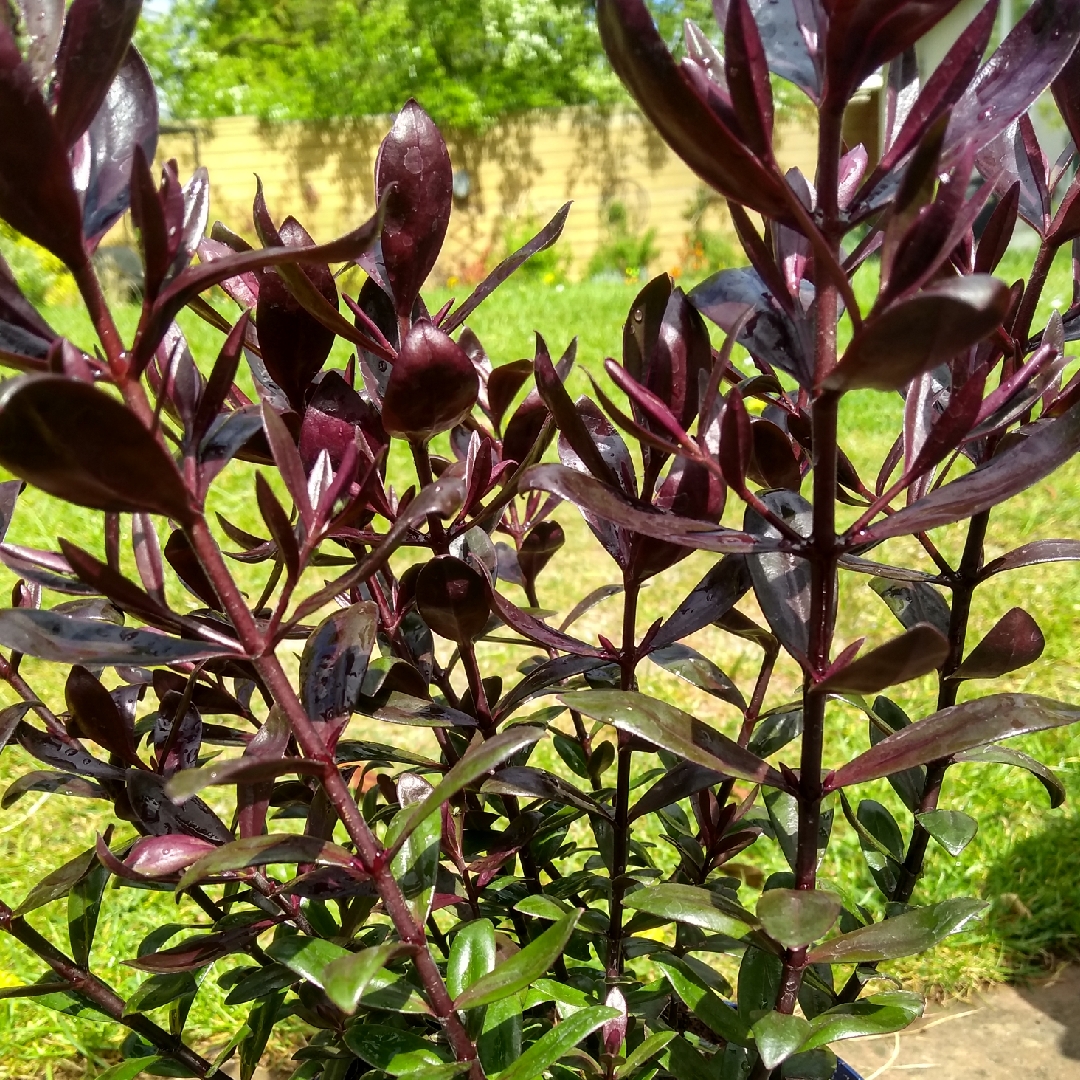 Shrubby Veronica Black Beauty in the GardenTags plant encyclopedia