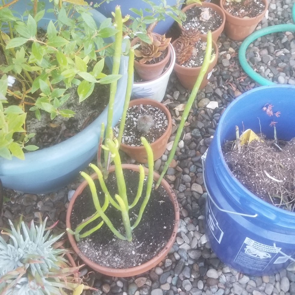 Cat Tails Cactus in the GardenTags plant encyclopedia