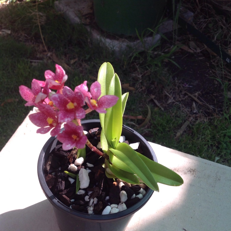 Sarcochilus Orchid in the GardenTags plant encyclopedia