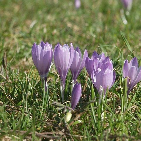 Crocus (Species) Dutch Crocus in the GardenTags plant encyclopedia