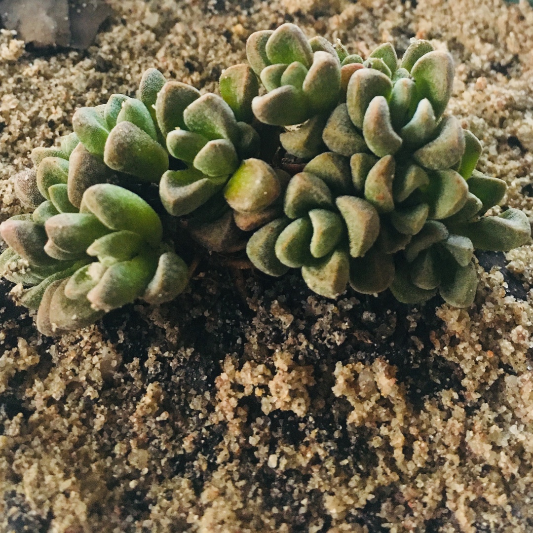 Crassula Fernwood in the GardenTags plant encyclopedia