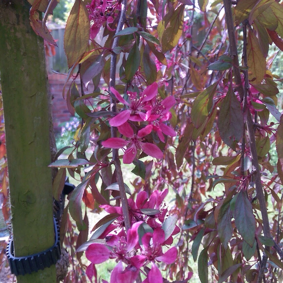 Crab Apple Royal Beauty in the GardenTags plant encyclopedia