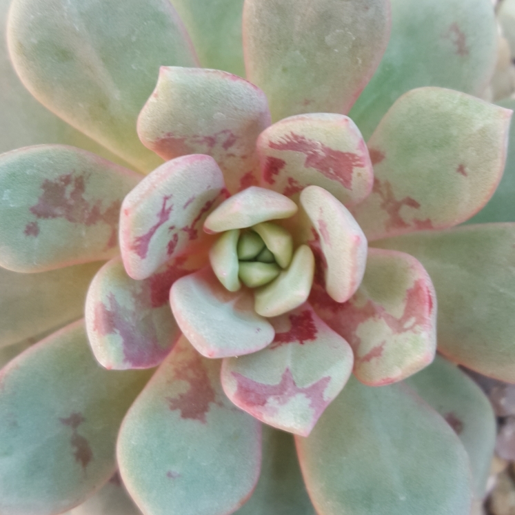 Echeveria Jelly Jam in the GardenTags plant encyclopedia