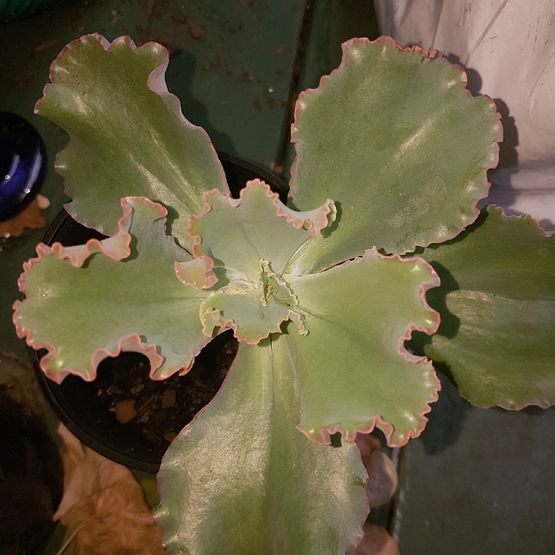 Echeveria Meridian in the GardenTags plant encyclopedia