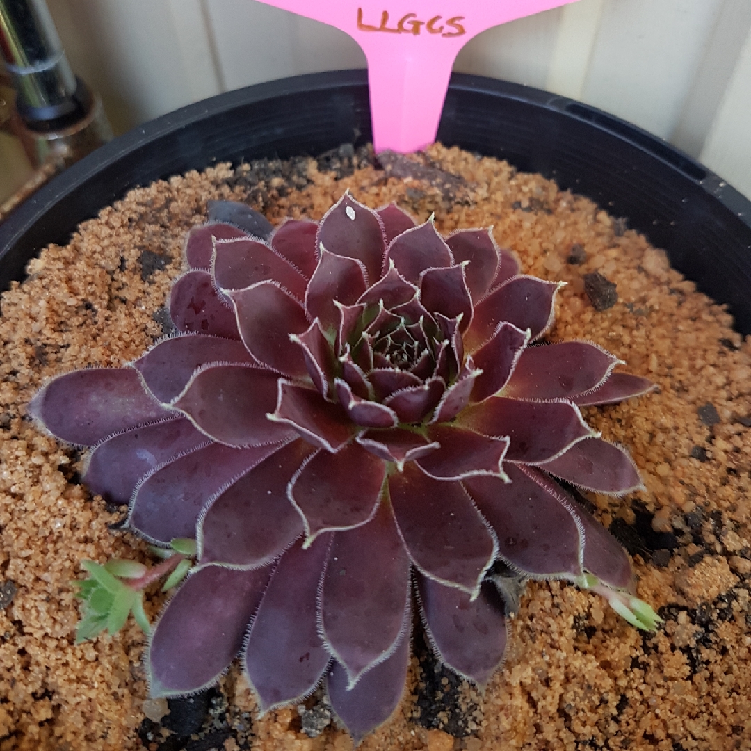 Sempervivum Round Midnight in the GardenTags plant encyclopedia