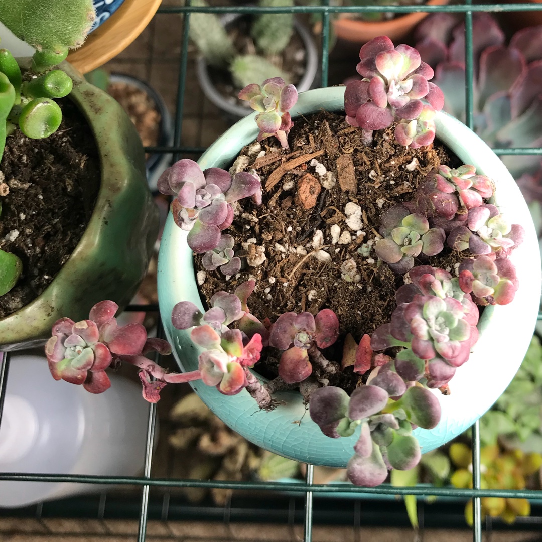 Pacific Stonecrop in the GardenTags plant encyclopedia