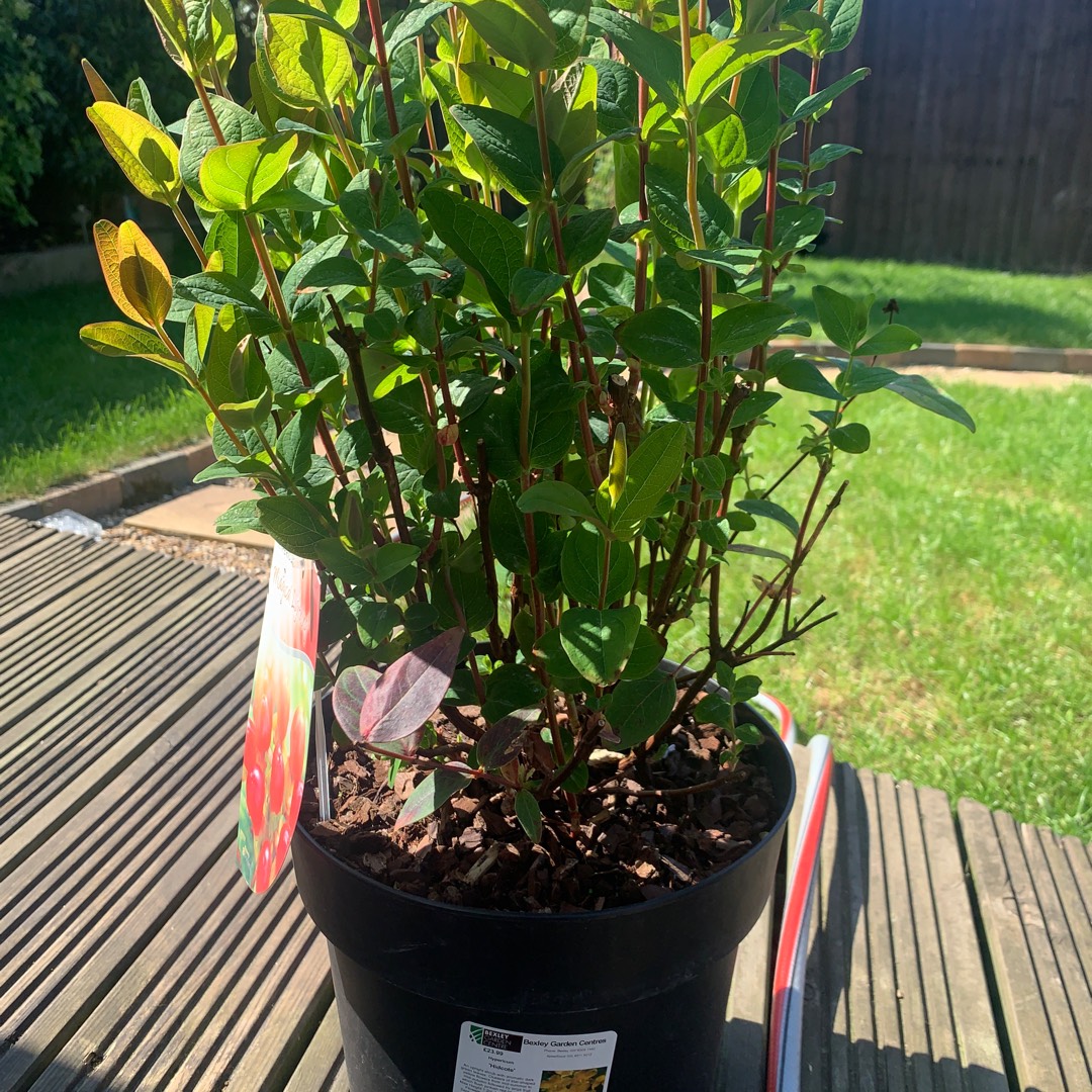 St. Johns wort Magical Universe in the GardenTags plant encyclopedia