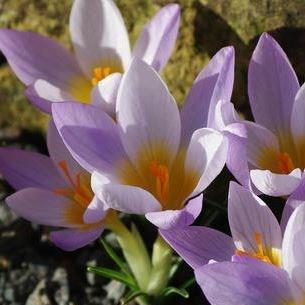 Crocus (Species) Siebers Crocus in the GardenTags plant encyclopedia