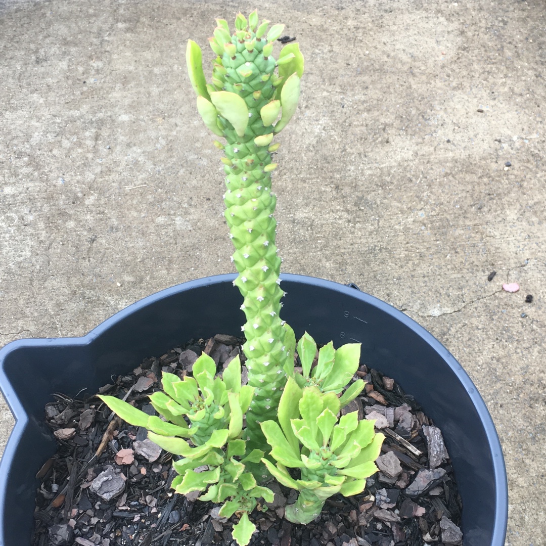 Sausage Spurge in the GardenTags plant encyclopedia