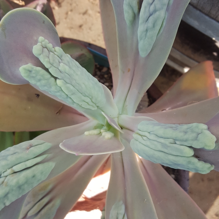 Echeveria Gibbiflora x Carunculata in the GardenTags plant encyclopedia