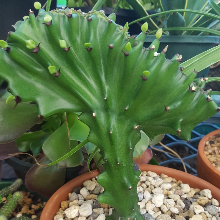 Crested Euphorbia Antiquorum in the GardenTags plant encyclopedia