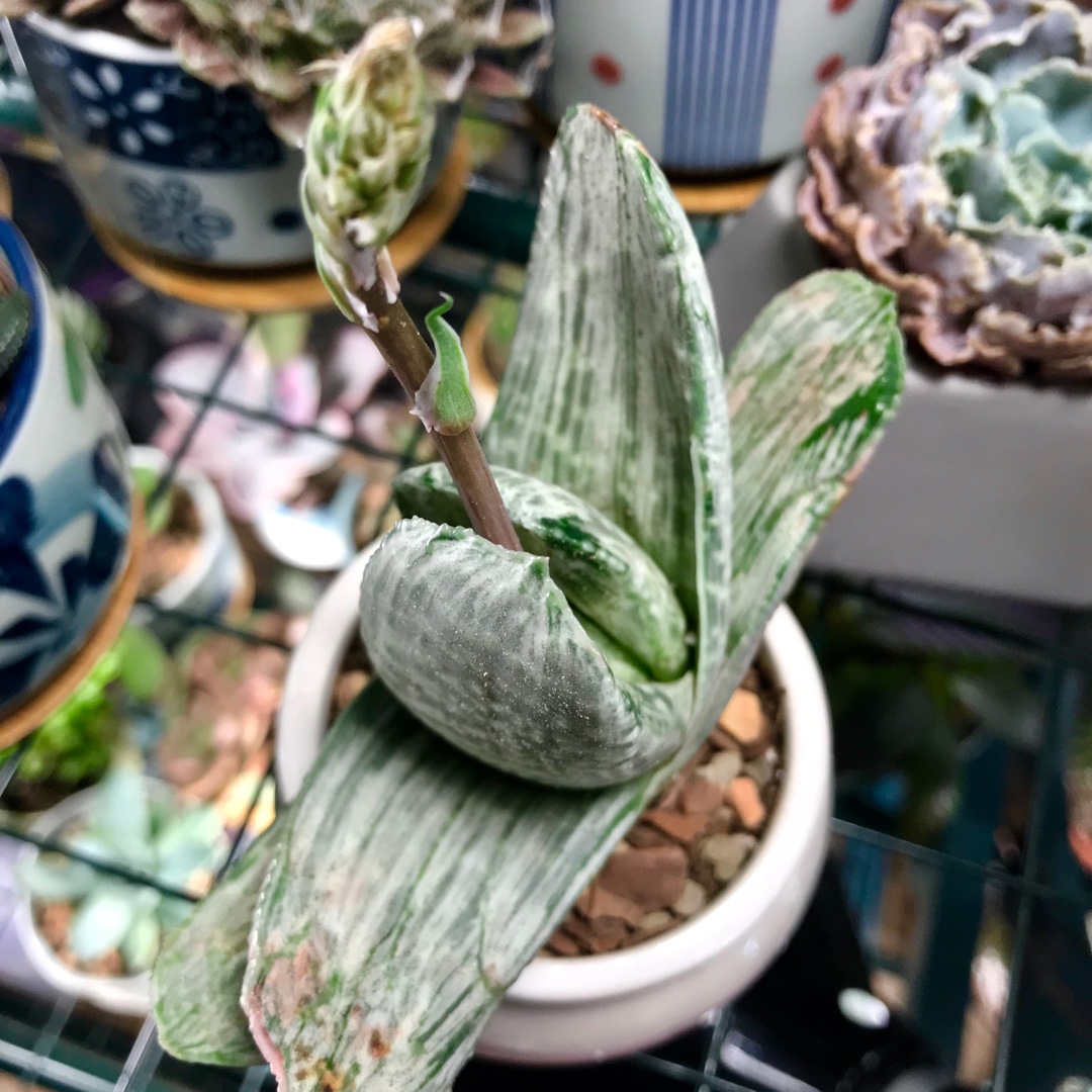 Gasteria Sakura Fuji in the GardenTags plant encyclopedia