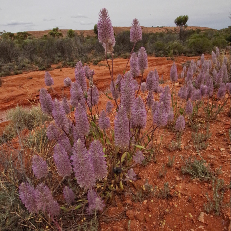 Purple Mulla Mulla in the GardenTags plant encyclopedia