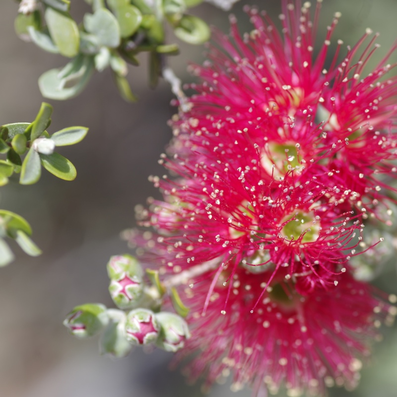 Granite Bottlebrush in the GardenTags plant encyclopedia