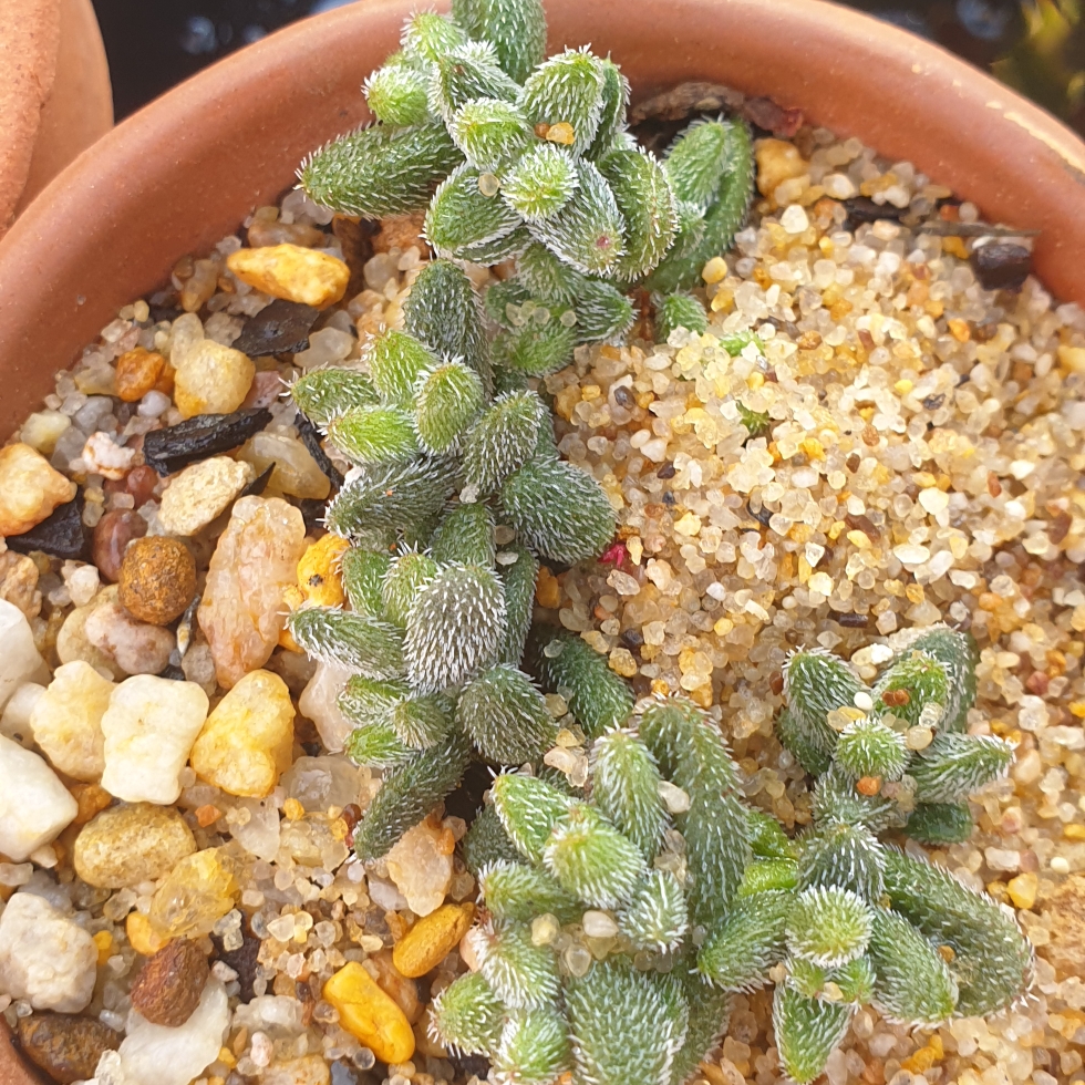 Crassula hirtipes in the GardenTags plant encyclopedia