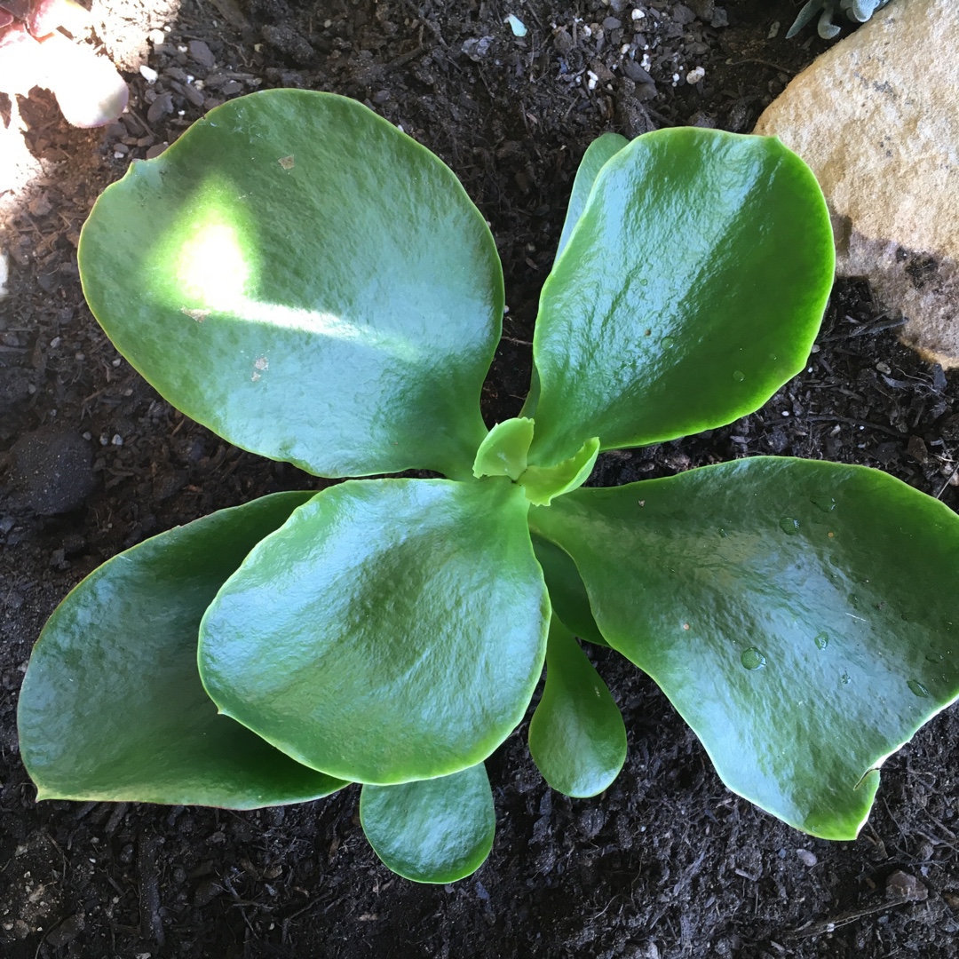 Cotyledon Kermit in the GardenTags plant encyclopedia