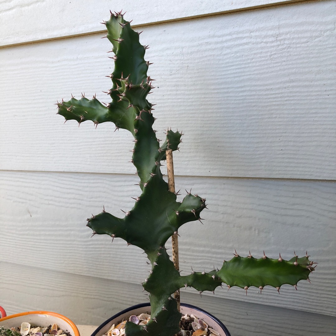 Euphorbia tortilis in the GardenTags plant encyclopedia