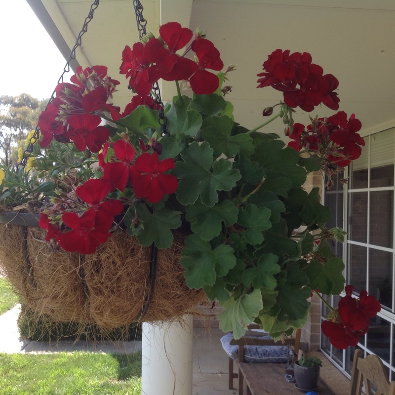 Pelargonium Calliope Big Burgundy (Interspecific) in the GardenTags plant encyclopedia