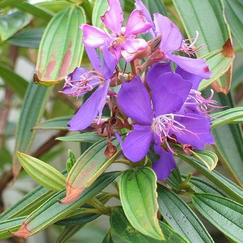 Glory Bush in the GardenTags plant encyclopedia