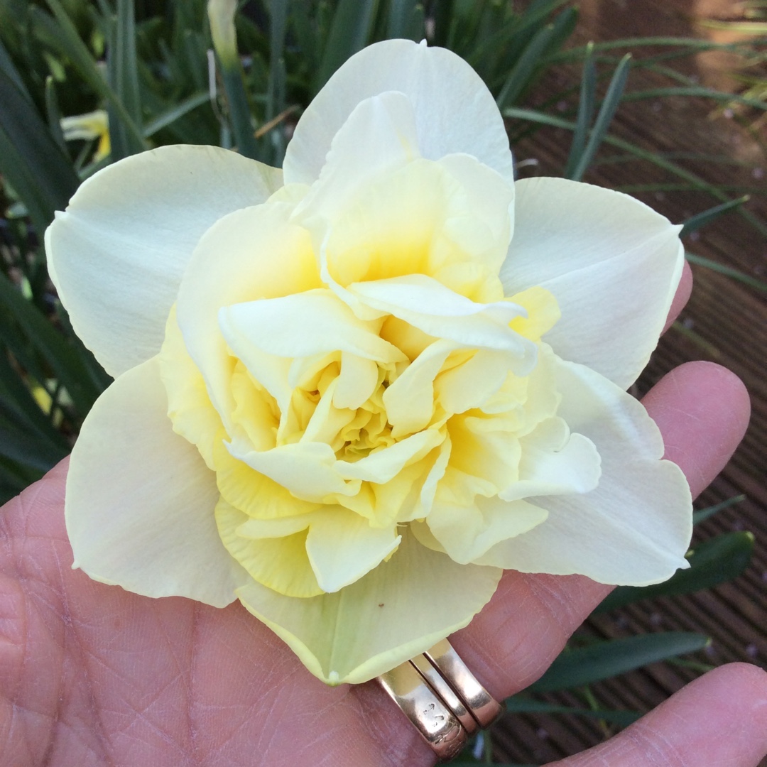 Daffodil Obdam (Double) in the GardenTags plant encyclopedia