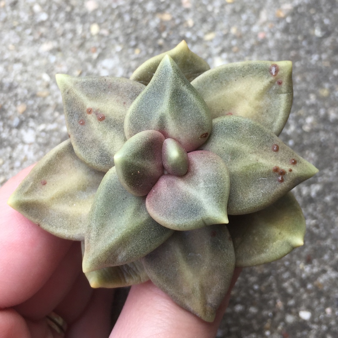 Echeveria Xichuensis in the GardenTags plant encyclopedia