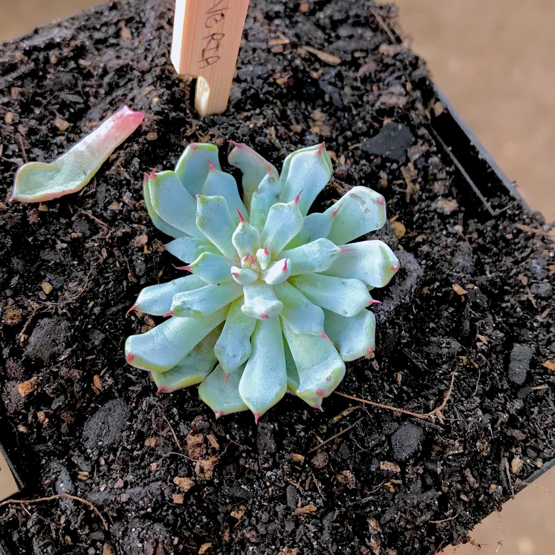 Echeveria Cuspidata var. Zaragozae White Form in the GardenTags plant encyclopedia