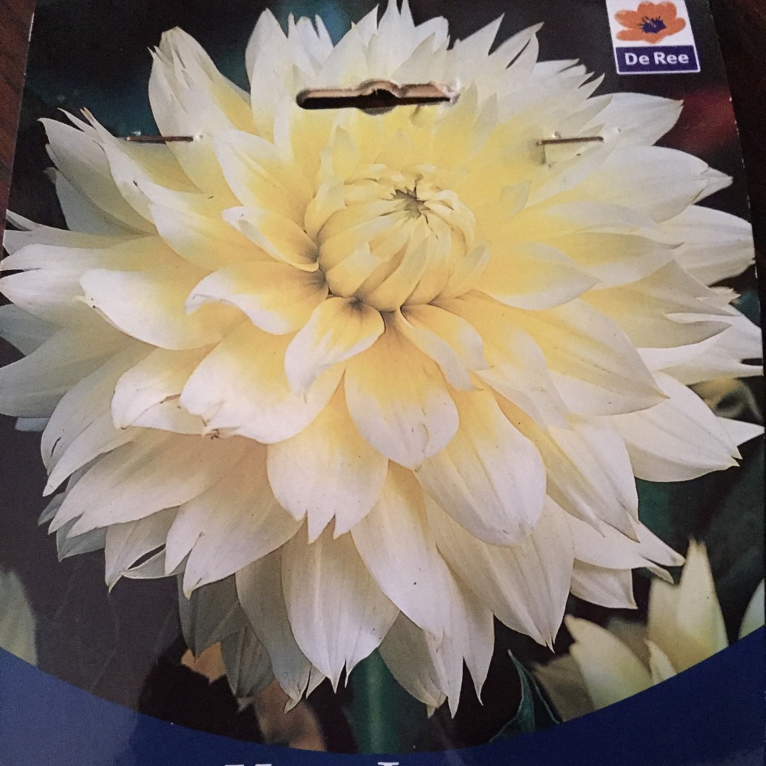 Dahlia Canary Fubuki (Fimbriated) in the GardenTags plant encyclopedia