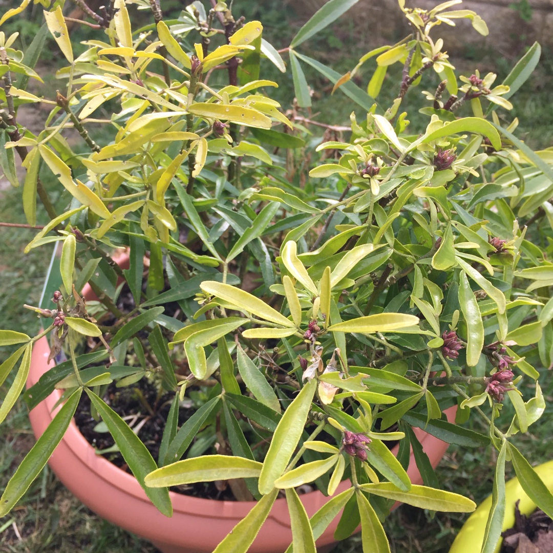 Mexican Orange Blossom  Aztec Gold in the GardenTags plant encyclopedia