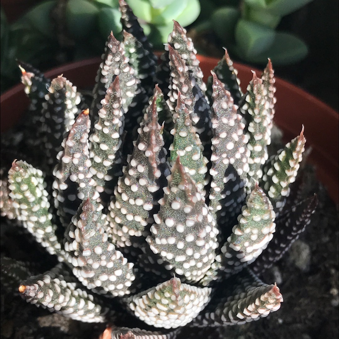 Haworthia papillosa in the GardenTags plant encyclopedia