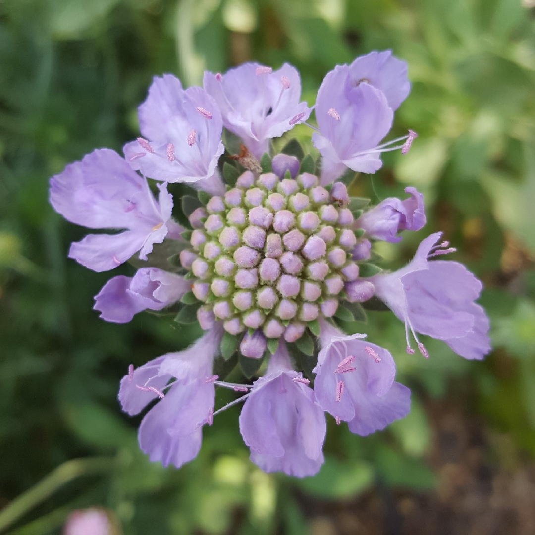 Cretian Pincushion Flower in the GardenTags plant encyclopedia