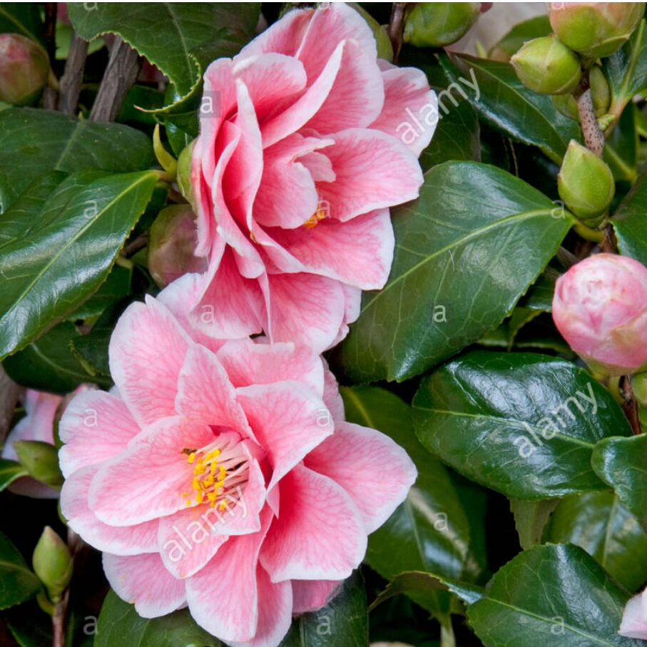 Camellia japonica 'Yours Truly', Camellia 'Yours Truely' in GardenTags ...