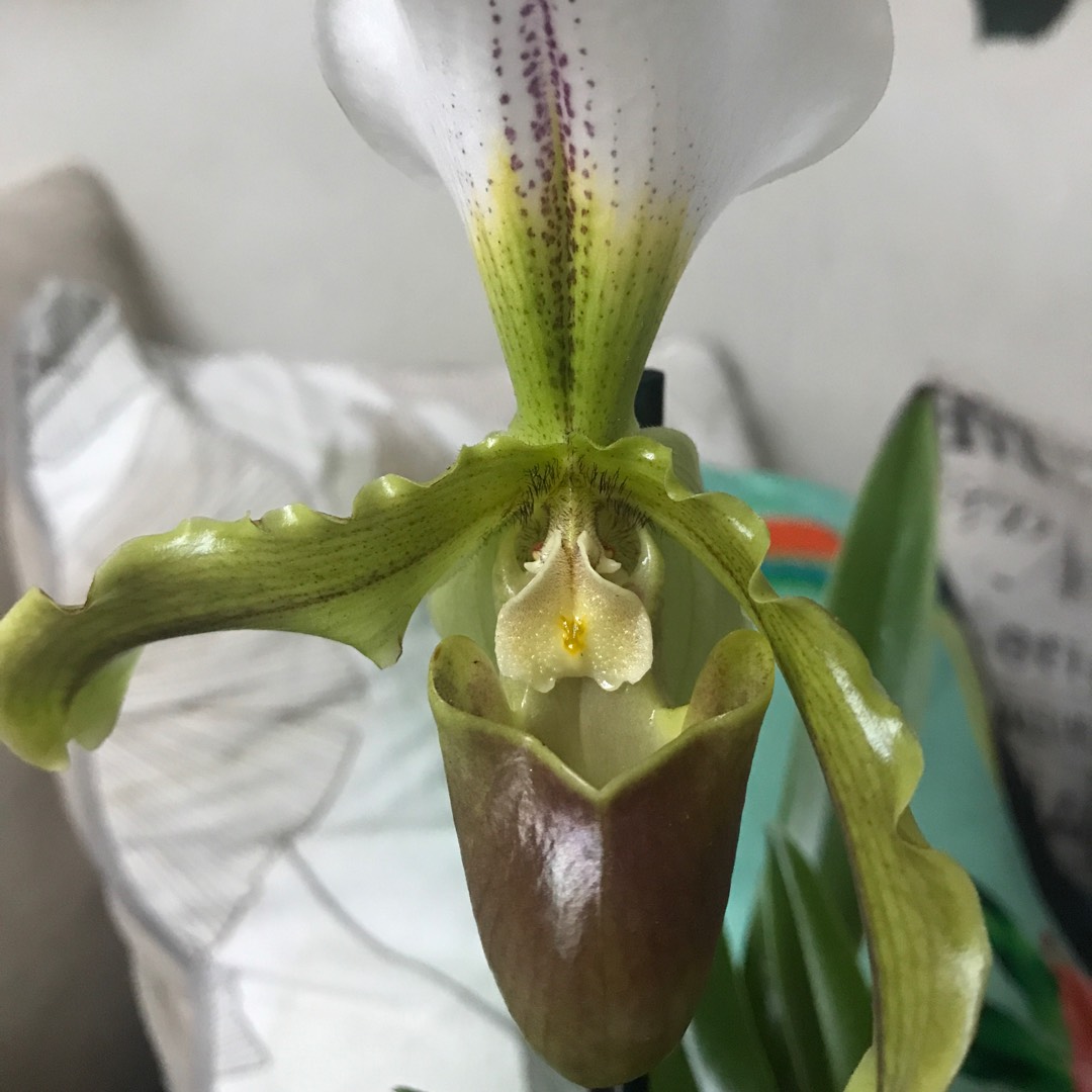 Slipper Orchid Leeanum in the GardenTags plant encyclopedia