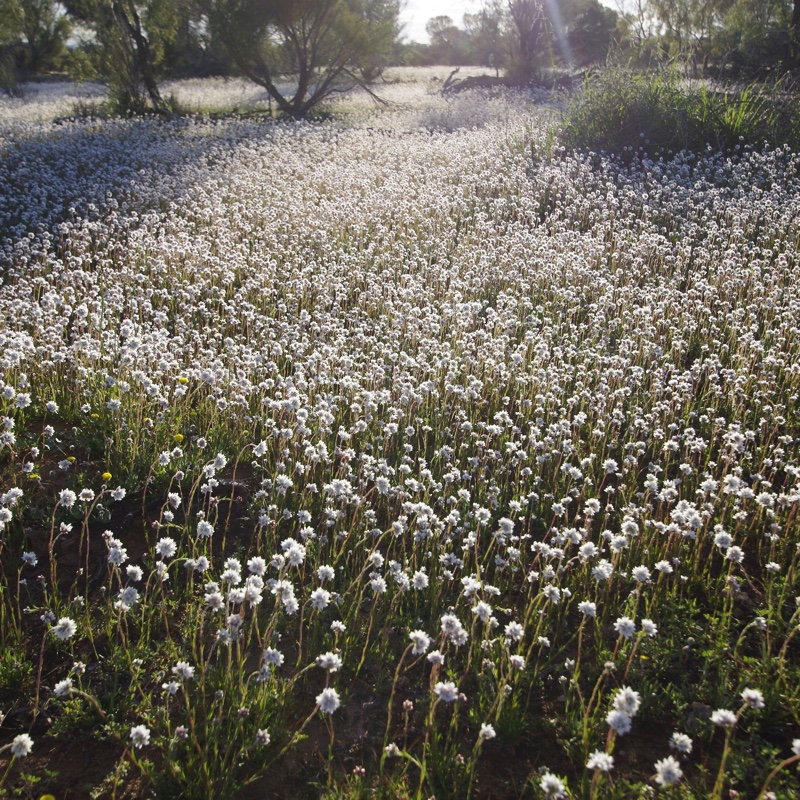 Splendid Everlasting Daisy in the GardenTags plant encyclopedia